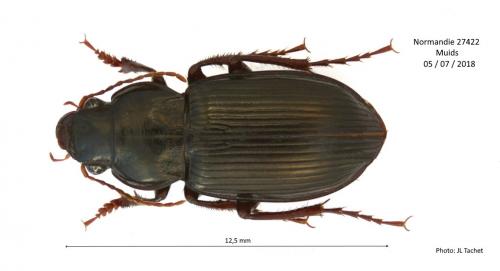 Amara aulica